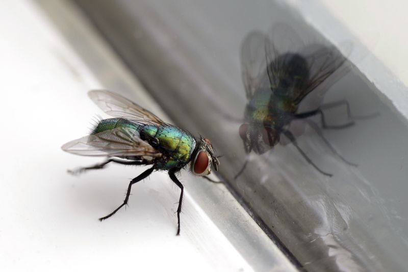 Fly Extermination