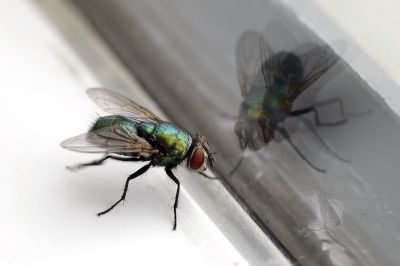 Fly Extermination