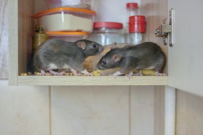 Rodent Control Service