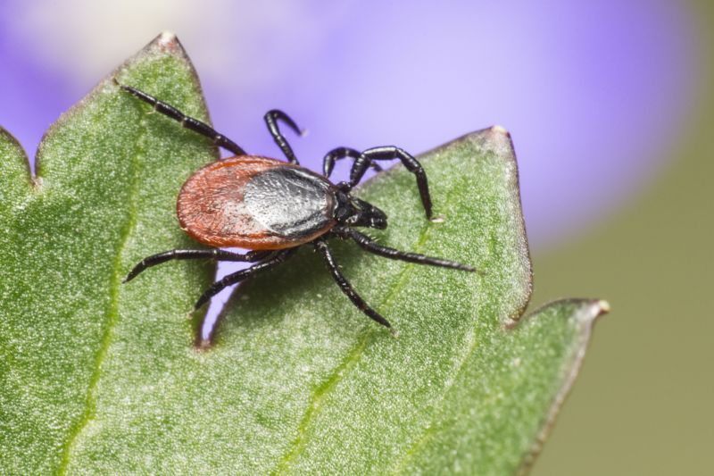 Tick Control Service